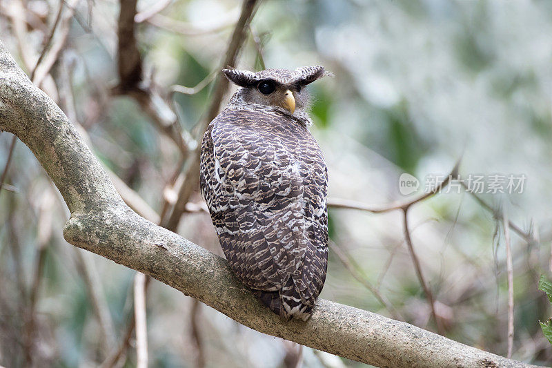 鹰鸮鸟:亚成年斑腹鹰鸮(Bubo nipalensis)，又称森林鹰鸮。